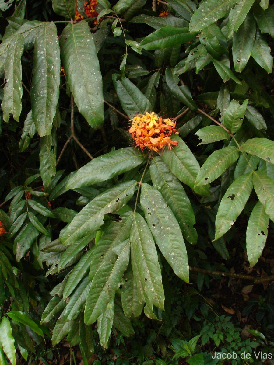 Saraca asoca (Roxb.) J.J.de Wilde